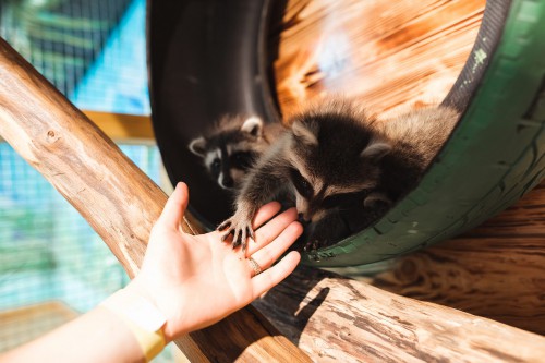 Attractions - Photo 107